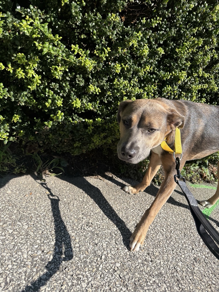 Tilly outside on a leash near green bushes.